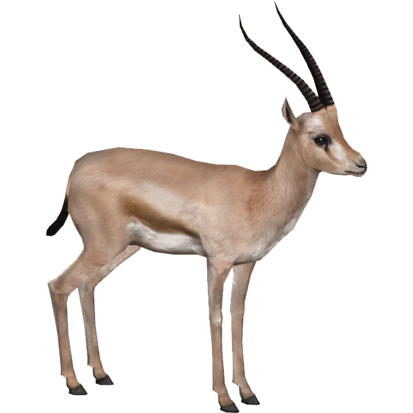 rhim gazelle