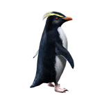 Southern Rockhopper Penguin (Aurora Designs)