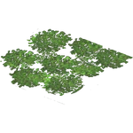 Water Chestnut (Kangorilaphant) (378 KB) Water Chestnut (Kangorilaphant)