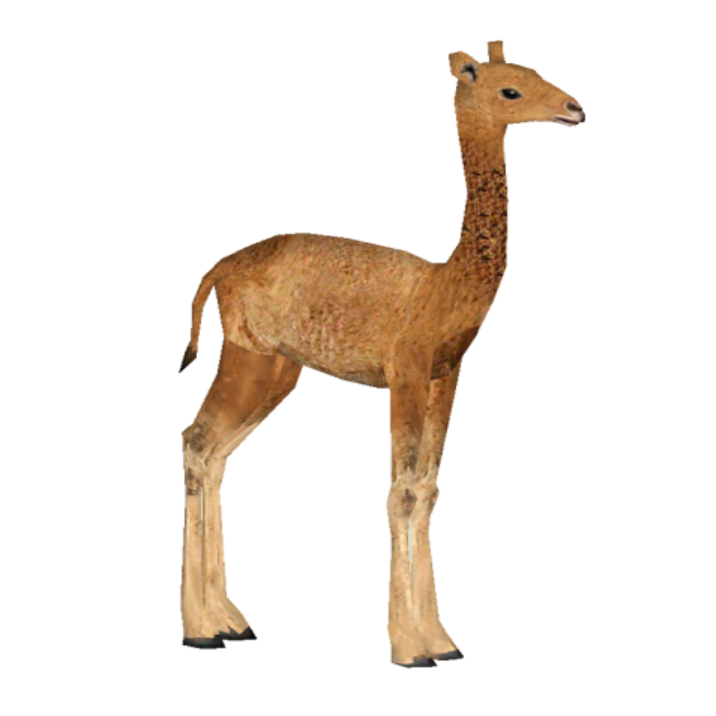 aepycamelus