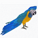 Blue-throated Macaw (Rosella & Thom)