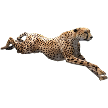 Cheetah (Aurora Designs) | ZT2 Download Library Wiki | Fandom