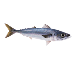 Category Mackerels Swordfish Zt2 Download Library Wiki Fandom