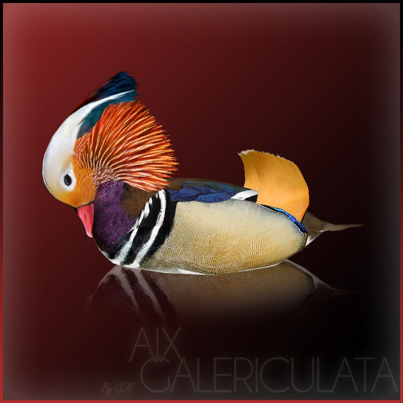Mandarin Duck (Jannick) | ZT2 Download Library Wiki | Fandom