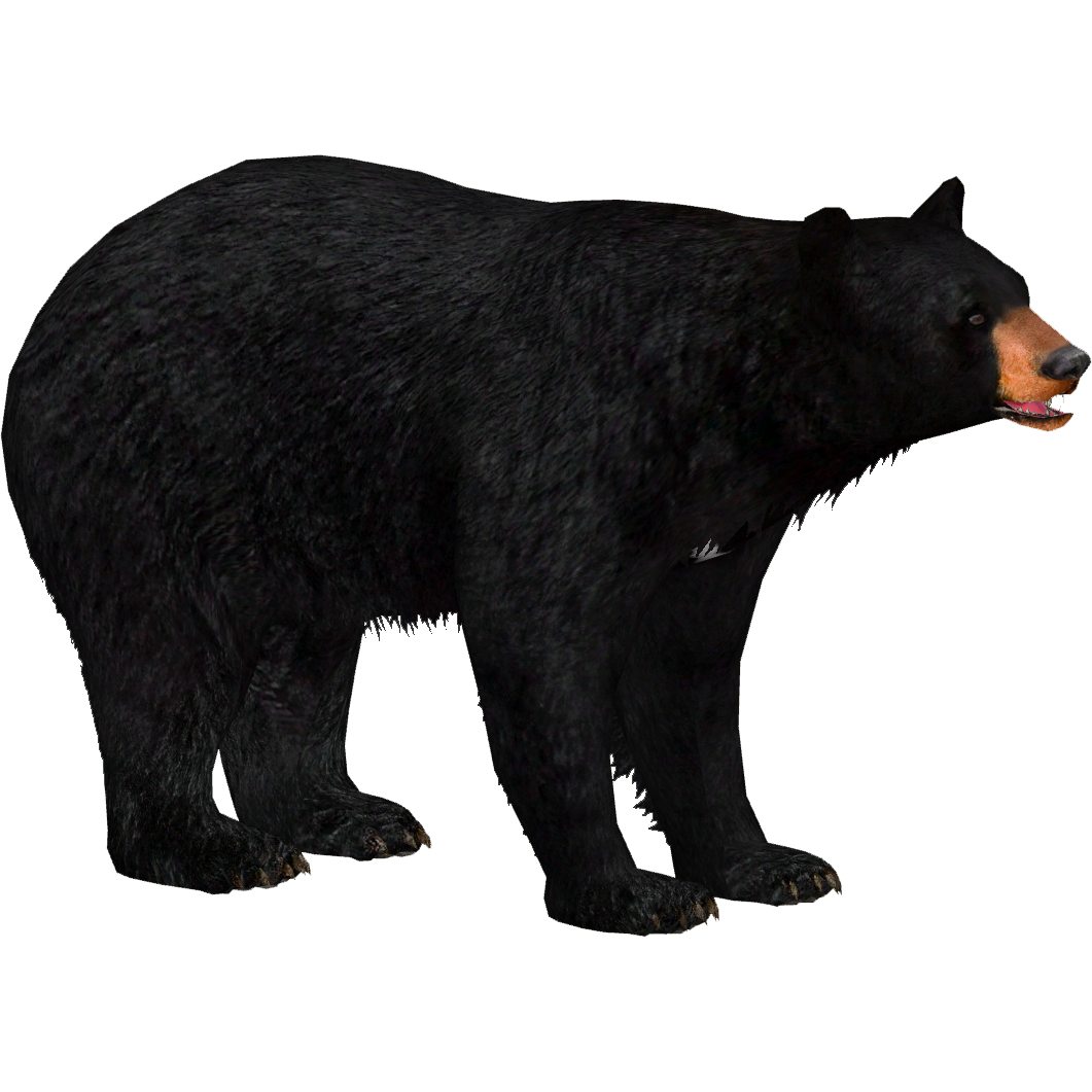 American black bear - Wikipedia