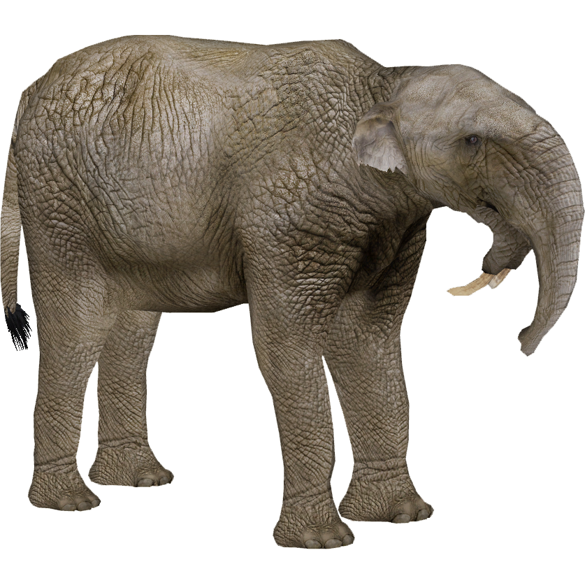 Deinotherium - Wikipedia