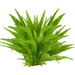 Microsorum pteropus (PaJaS30) (748 KB) Microsorum pteropus (PaJaS30)