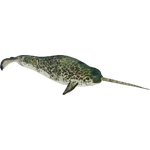 Narwhal (Buffzoo) (171 KB) Narwhal (Buffzoo)