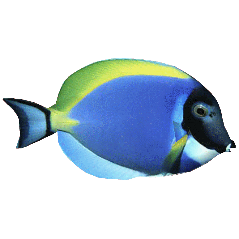 Powder Blue Tang (DutchDesigns) ZT2 Download Library Wiki Fandom