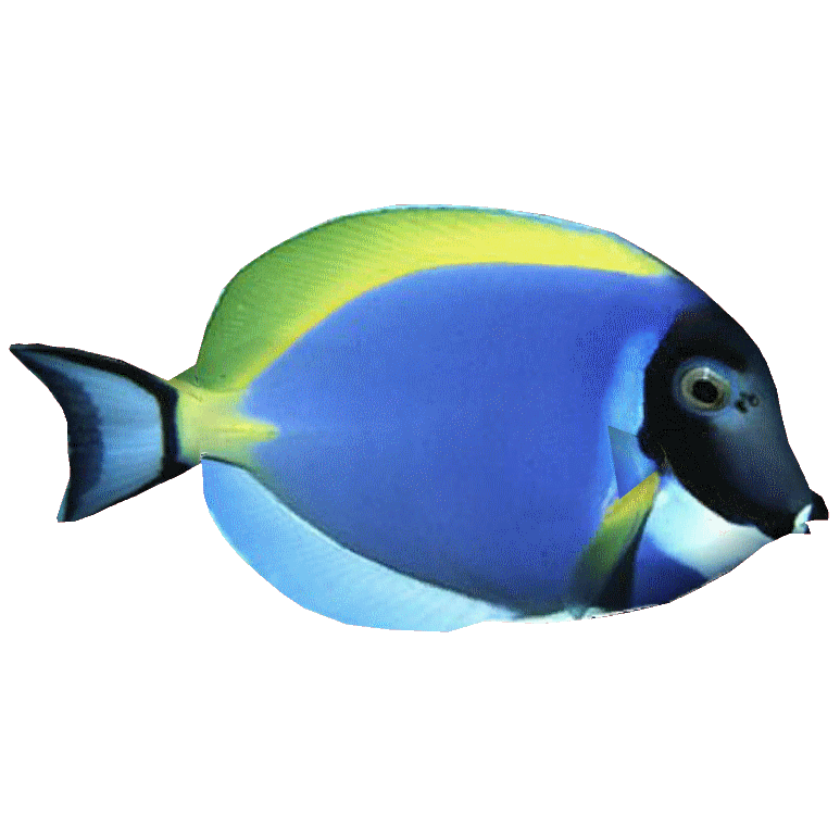 baby powder blue tang