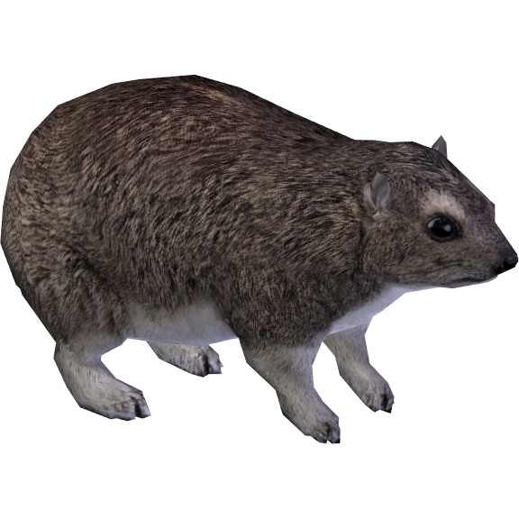 Yellow-spotted Rock Hyrax (Lgcfm) | ZT2 Download Library