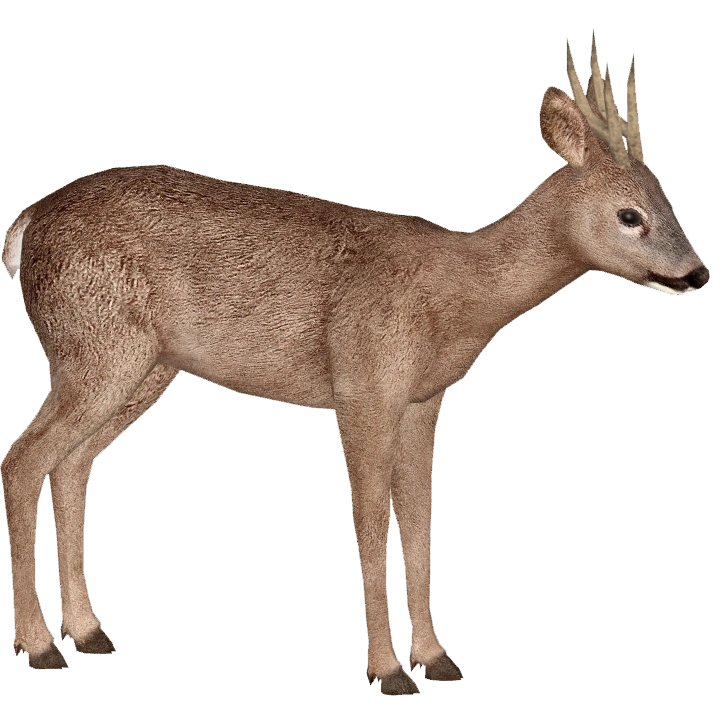 European Roe Deer (ZTABC Team) | ZT2 Download Library Wiki | Fandom