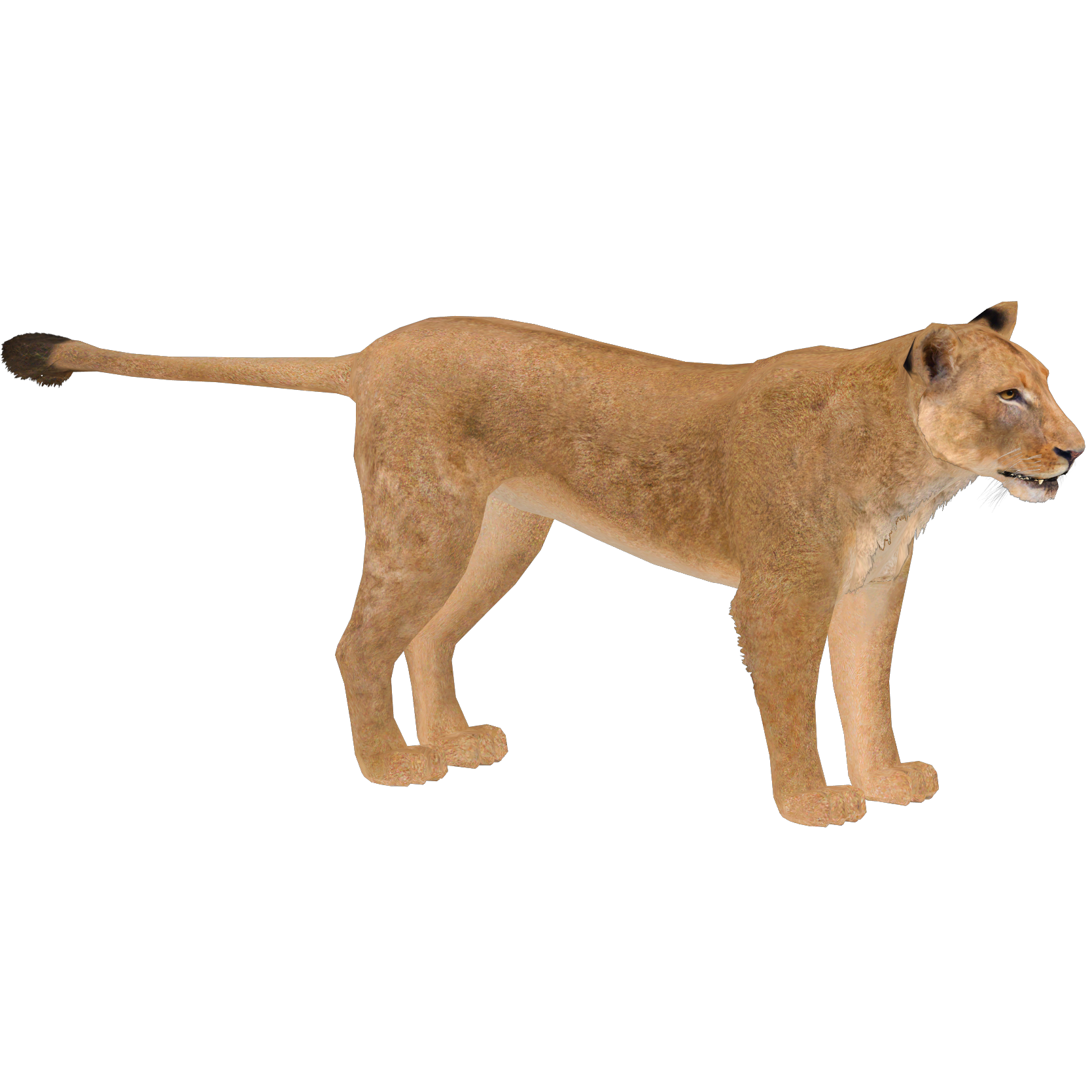 タマゴラス BEAR LION SQUIRREL plain message il_fullxfull.5054949924_mx4h.jpg