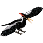 Ivory-billed Woodpecker (ZTABC Team)