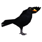 Common Blackbird (Thom)