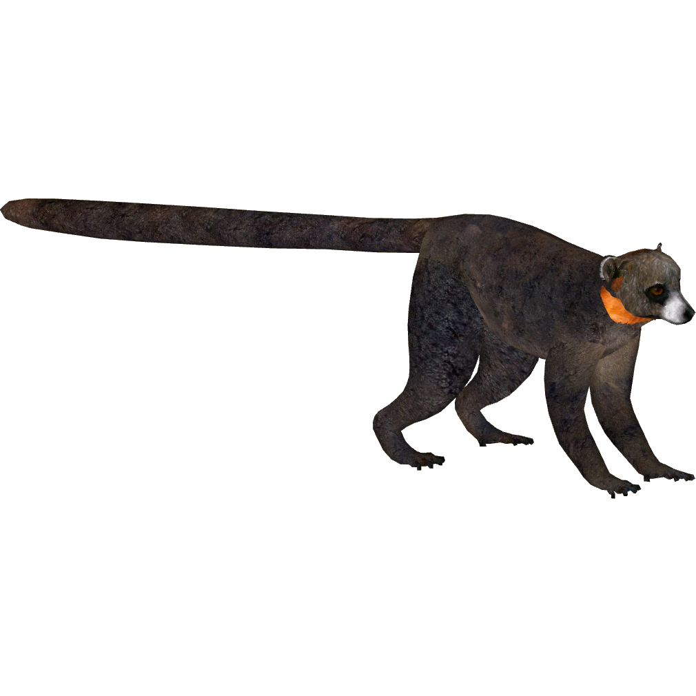 mongoose lemur