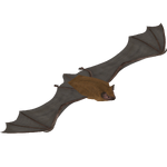 Big Brown Bat (LilyValley)