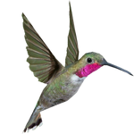 Ambient Broad-tailed Hummingbird (Whalebite)