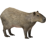 Capybara (Zerosvalmont)