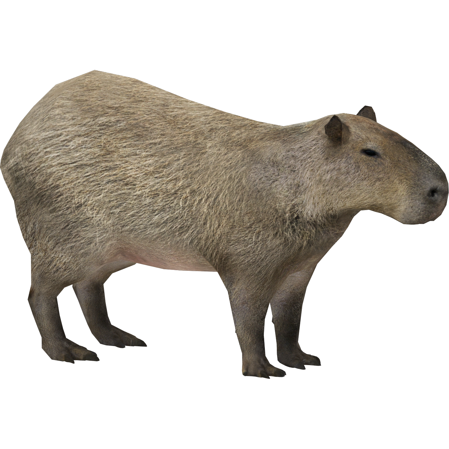 Capybara png images