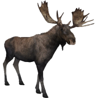 Apr. 2021 - Zoo Tycoon 2 - Moose Exhibit - ZooChat