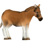 Quagga (Stormy)