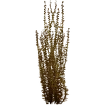 Rotten American Pondweed (Z-Studio) (1.19 MB) Rotten American Pondweed (Z-Studio)