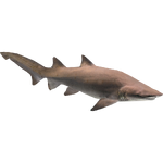 Sand Tiger Shark (Zerosvalmont)