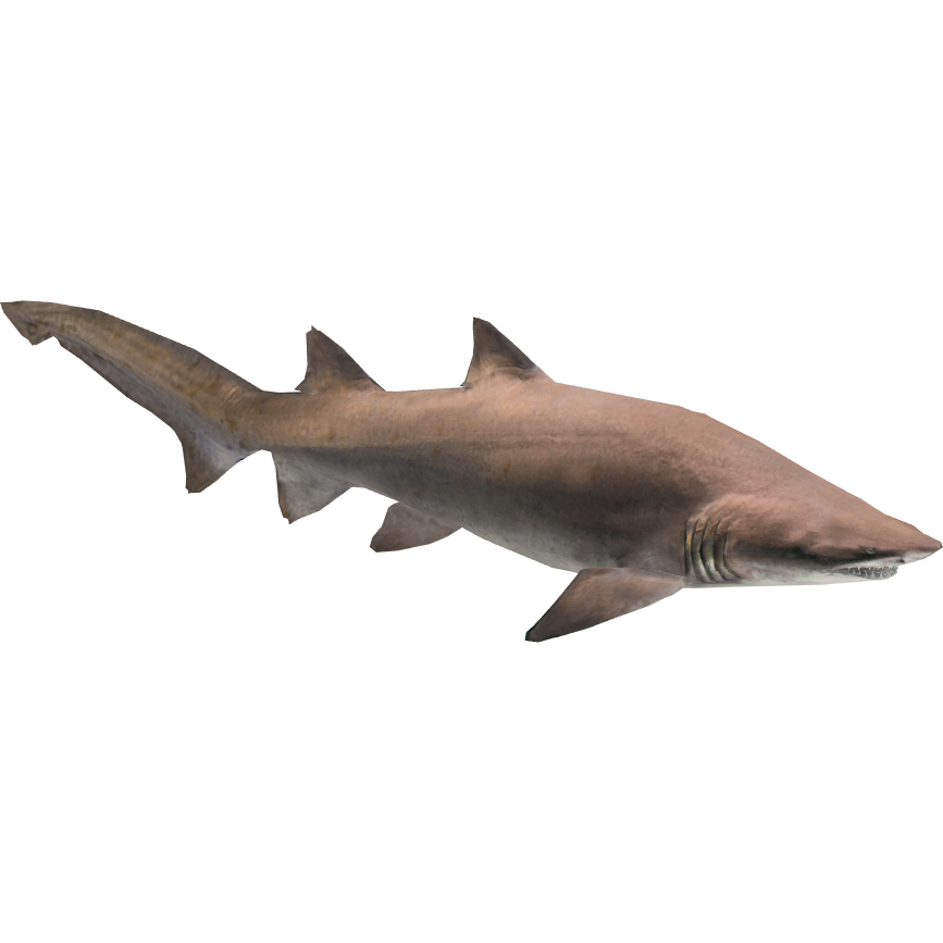 TigerShark - Wikipedia