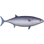Skipjack Tuna (Whalebite)