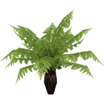 Tree Fern (Demon Hunter)