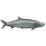 Atlantic Tarpon (Okeanos)