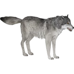 Gray Wolf (AccursedSun) (888 KB) Gray Wolf (AccursedSun)