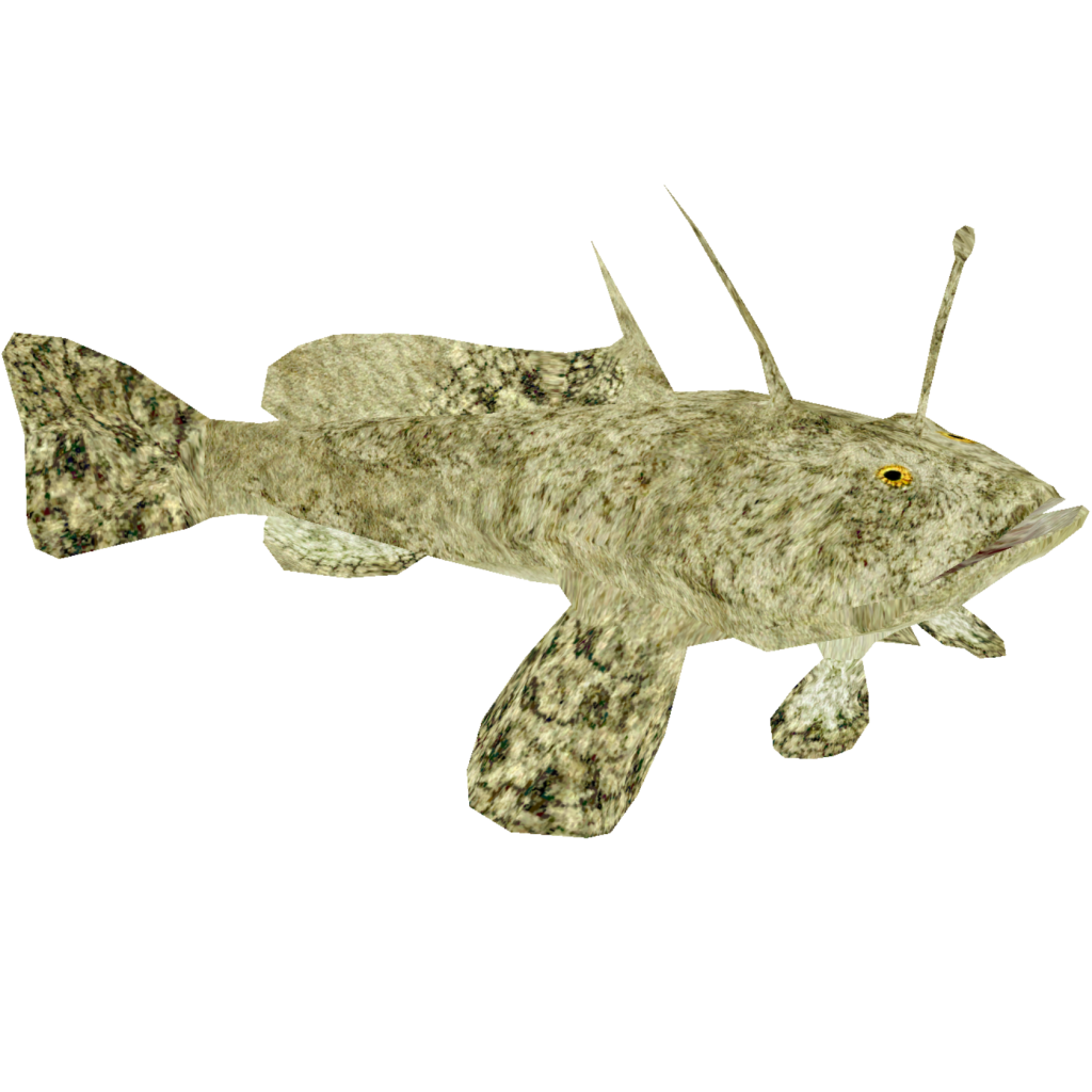 Lophius brachysomus