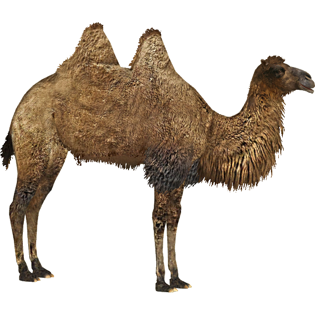Wild Bactrian Camel (Maxforever) | ZT2 Download Library Wiki | Fandom
