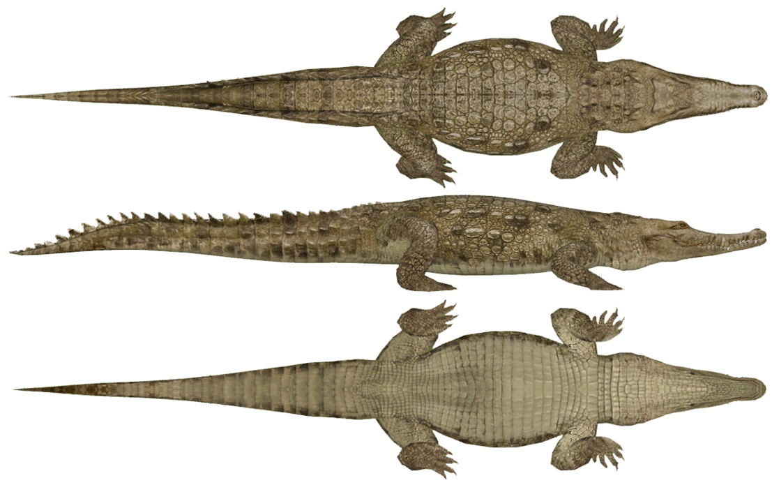 Orinoco Crocodile (HENDRIX & Zerosvalmont) | ZT2 Download Orinoco Crocodile (HENDRIX & Zerosvalmont) | ZT2 Download