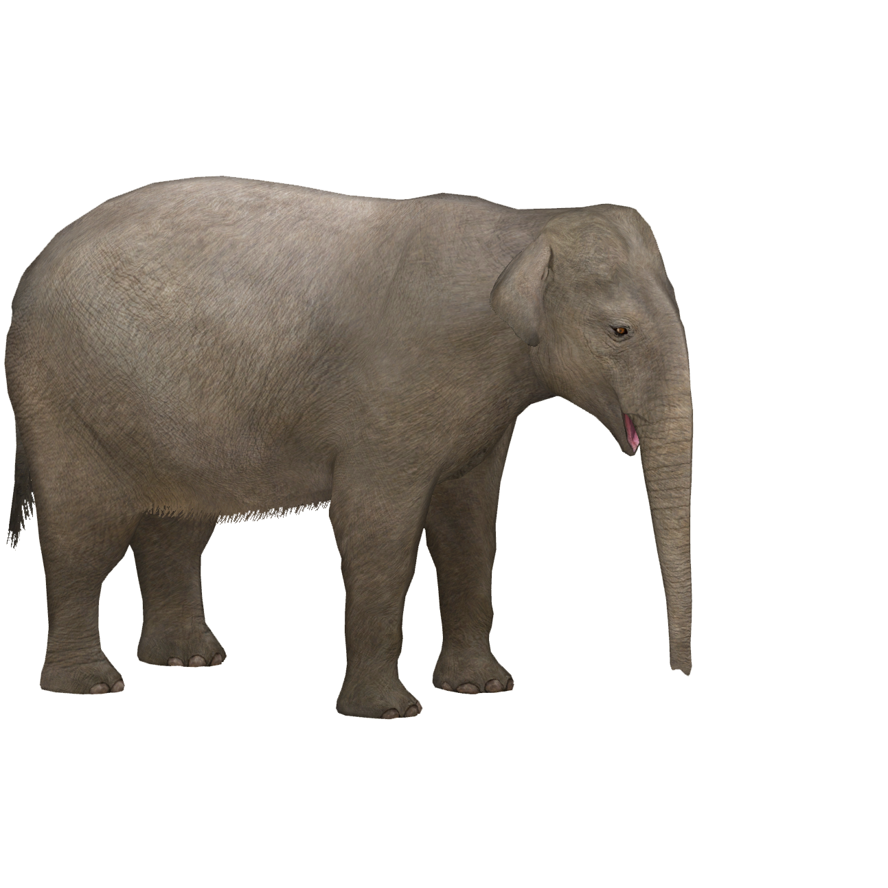 FREEBIE NWF Assessments- Nonsense Word Fluency (Elephant