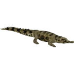 False Gharial (Whalebite)