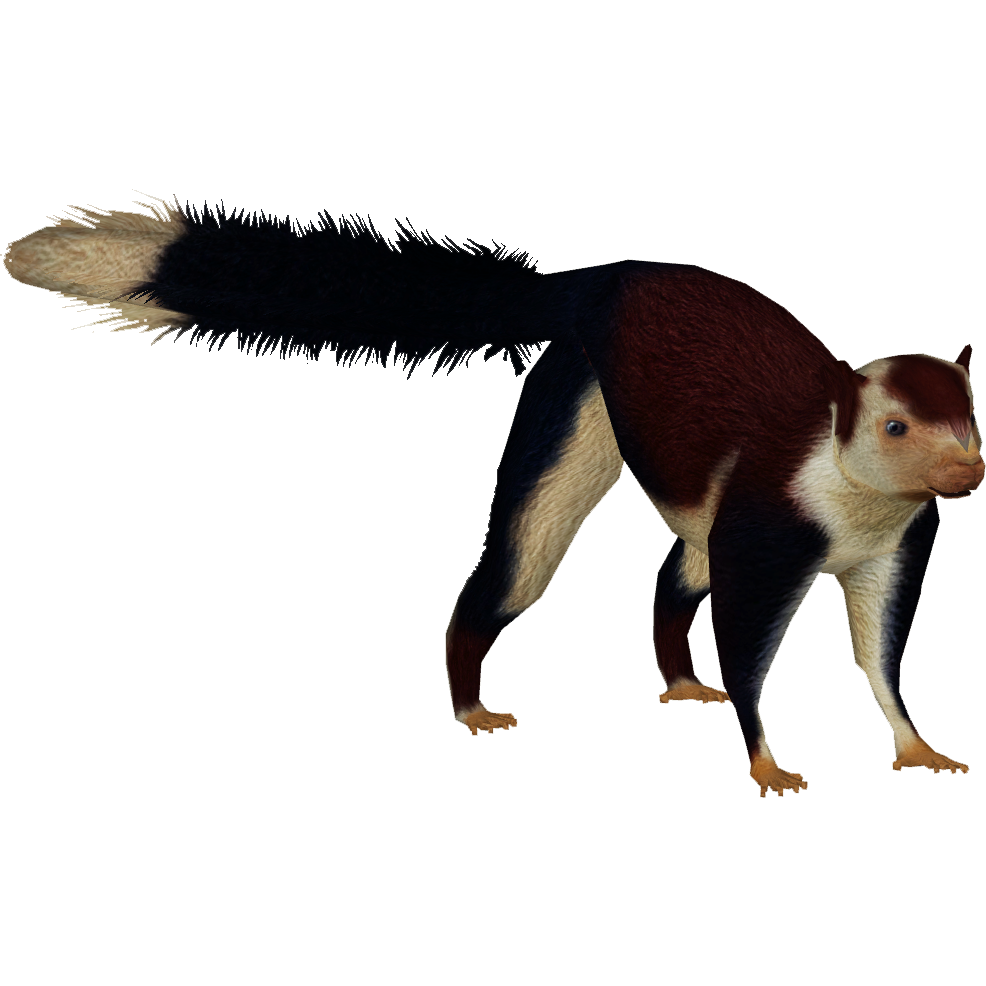 Indian Giant Squirrel (Cosmius, Lgcfm & Wrangler97) | ZT2 Indian Giant Squirrel (Cosmius, Lgcfm & Wrangler97) | ZT2