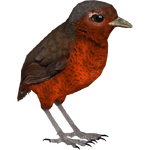 Giant Antpitta (Whalebite)