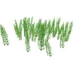 Mare's-Tail (Flish) (405 KB) Mare's-Tail (Flish)