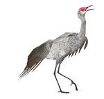 Sandhill Crane (Burnt Gecko)