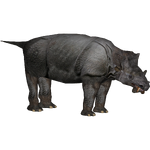 Uintatherium (Bill)