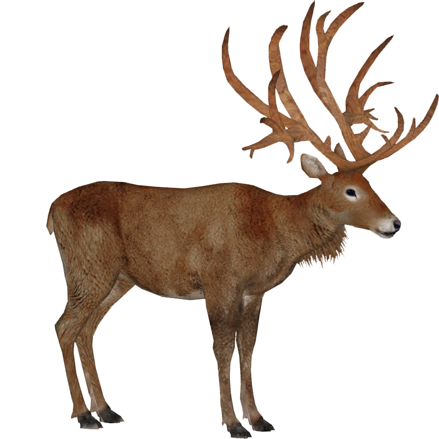 Schomburgk's Deer (Tamara Henson) | ZT2 Download Library
