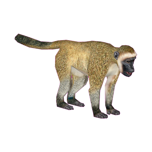 Vervet Monkey (Tamara Henson) | ZT2 Download Library Wiki 