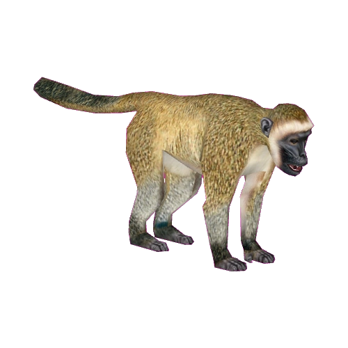 monkeyページ Monkeys, Monkeys, Everywhere! - NWF | Ranger Rick