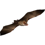 Canary Big-eared Bat (Eryel)
