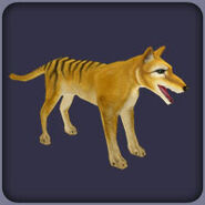 Thylacine