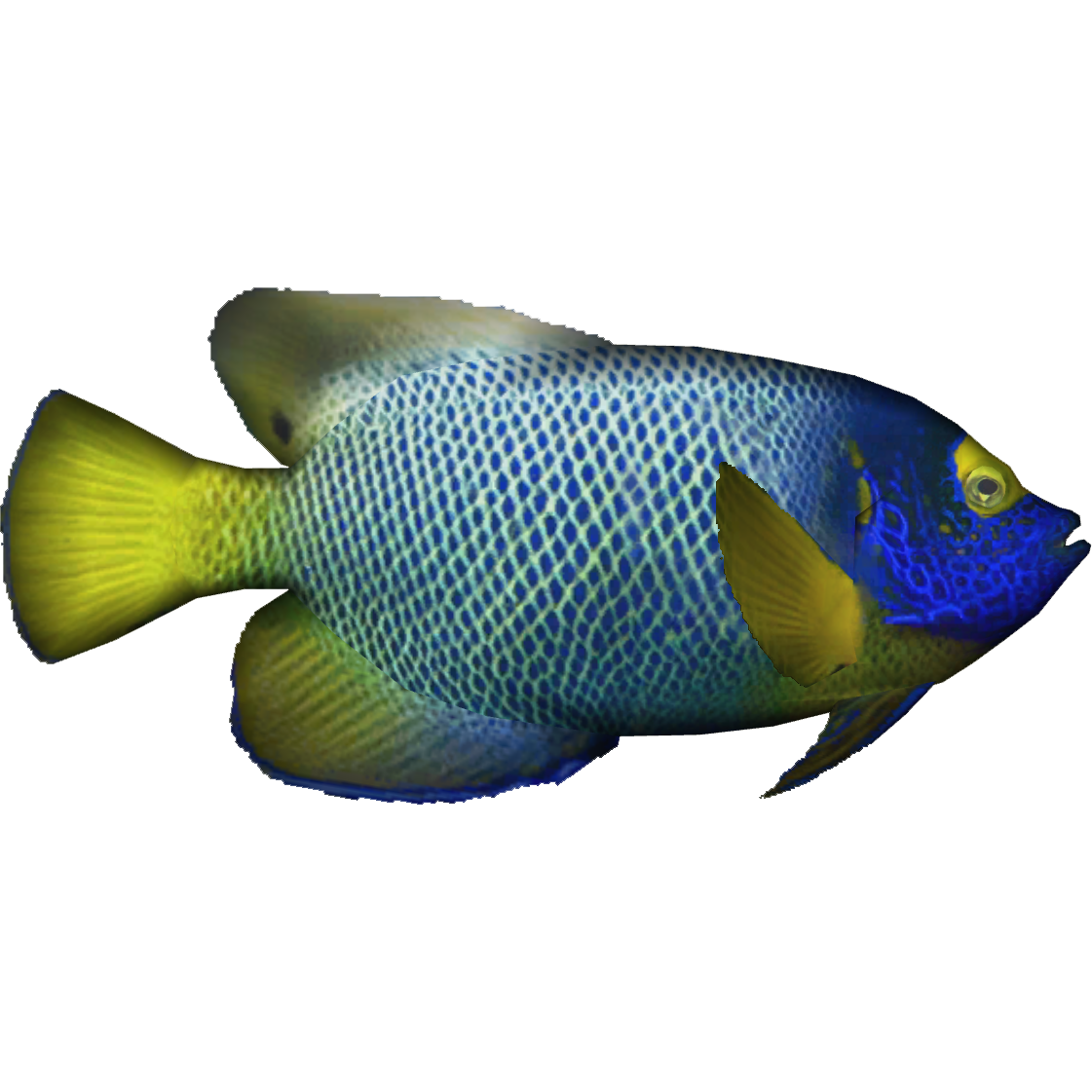 Category:Marine Angelfish | ZT2 Download Library Wiki | Fandom