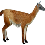 Guanaco (Bunyupy & Iguano)